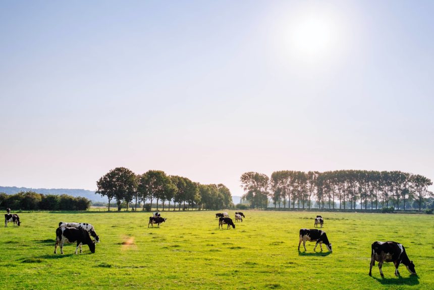 U.S. Dairy Industry Aims to Be Carbon Neutral by 2050