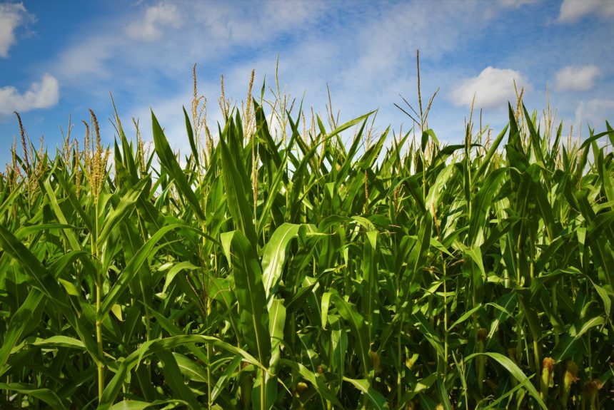 John Bode Discusses the Future of Corn Products