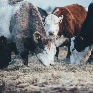Correcting the record on animal agriculture and sustainability