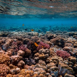 How One Company Is Restoring Coral To Combat Climate Change’s Coastal Impact