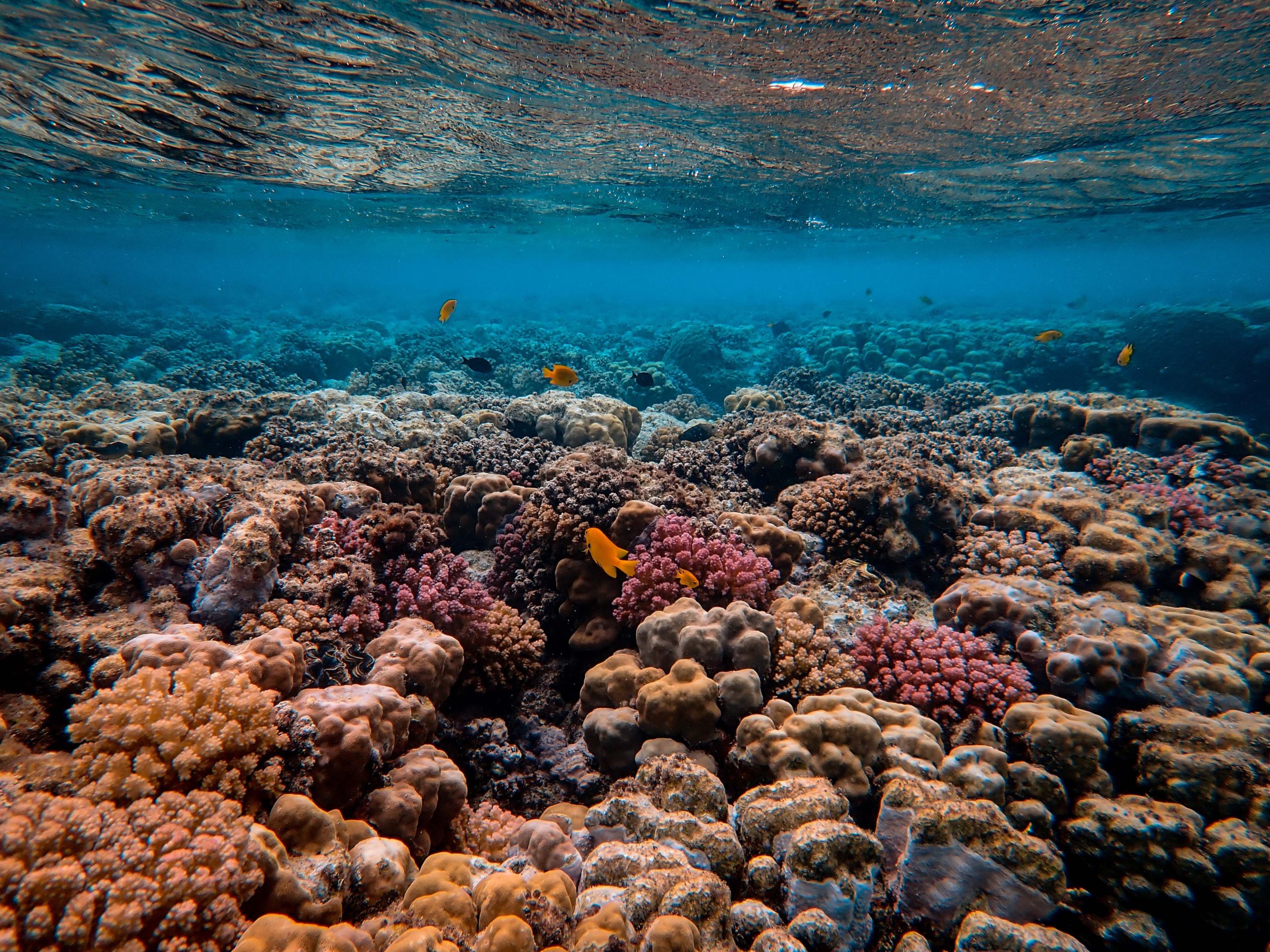 How One Company Is Restoring Coral To Combat Climate Change's