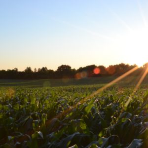 How to unleash agtech in the fight against climate change