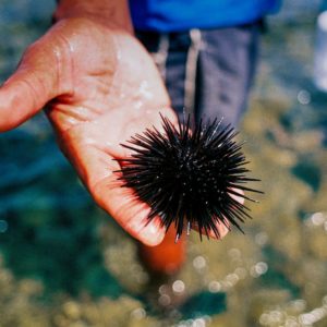 Urchin Ranching In California Becomes A Reality In 2020