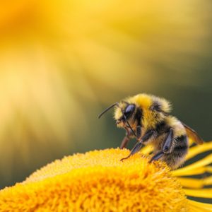 Why You Should Celebrate World Bee Day Today