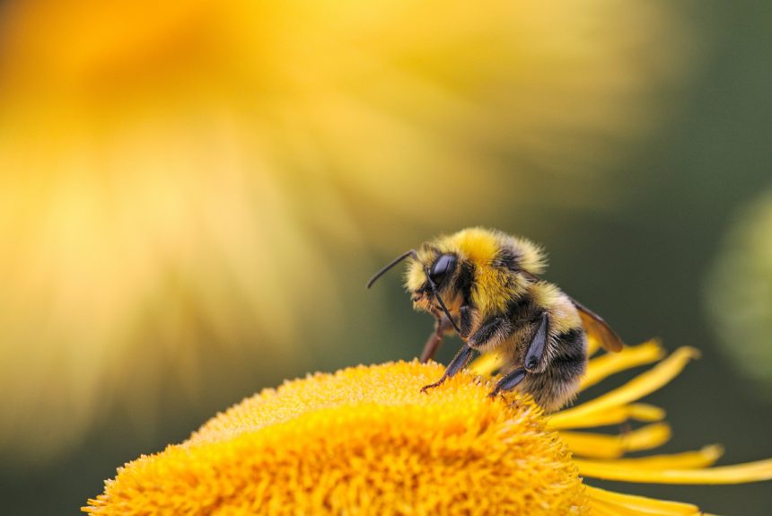 Why You Should Celebrate World Bee Day Today