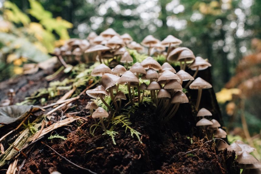 Climate Catalysts: Fantastic Fungi