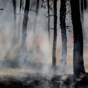 We’re Paying the Price for Refusing Controlled Burns