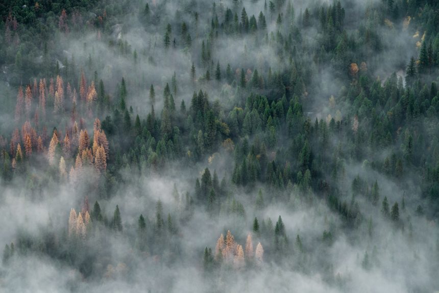 Prioritize Forest Management to Reduce Wildfire Risk