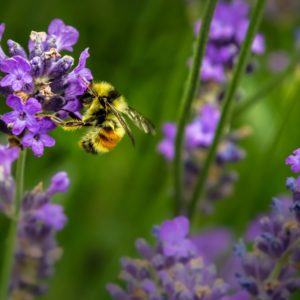 What should you plant to support bees and other pollinators?