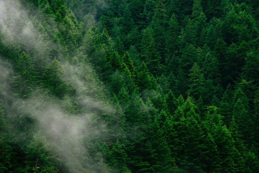 DroneSeed’s $36M A round makes it a one-stop shop for post-wildfire reforestation