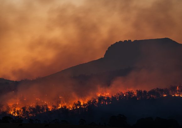 Gavin Newsom’s ‘terrible’ record of California forest management spotlighted by LA wildfires