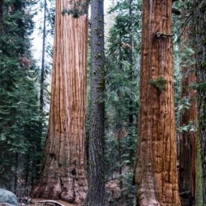 Battle of the giants: Why saving giant sequoia isn’t just about climate change