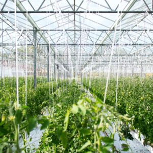 Space Greenhouse Technology Could Grow Crops In Deserts, Boost Agriculture