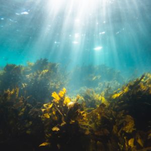 These carbon-capturing robotic seaweed farms are like planting forests in the ocean