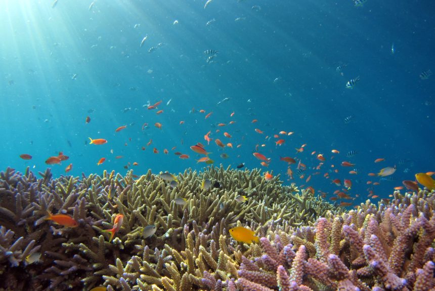 Reef Re-Growing Breakthrough Seeks to Reproduce Lost Coral Reefs