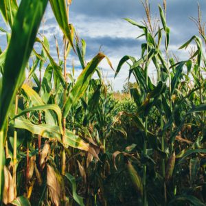 Largest U.S. biofuels producer pledges carbon neutrality by 2050