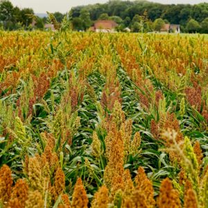 Improving sorghum’s carbon capture the goal of researchers