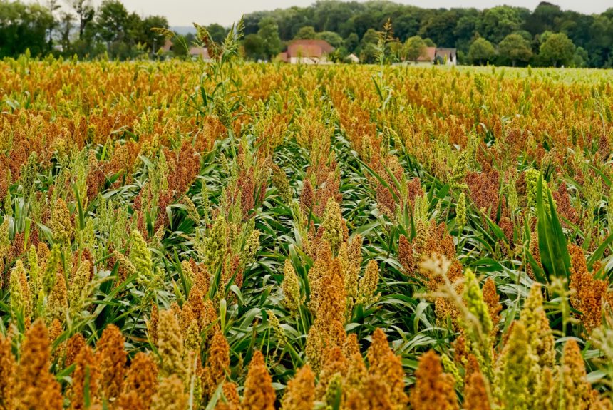Improving sorghum’s carbon capture the goal of researchers