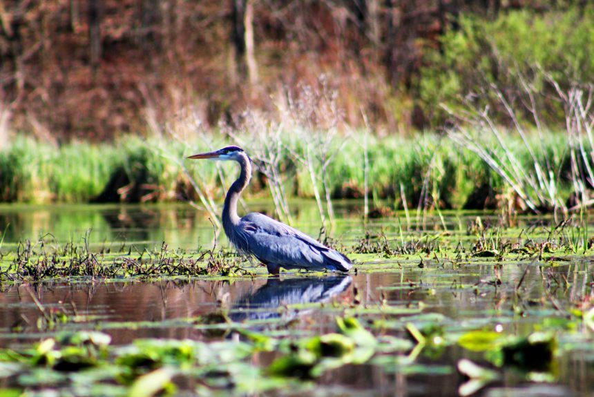 U.S. eyes wetland restoration as hedge against climate change