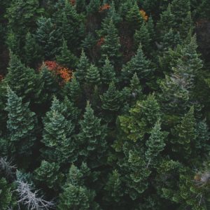 Investing in America’s Forests is Key to Improving Environmental Health