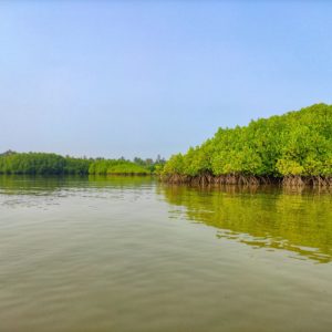 The Mangrove Foundation is Bringing Sustainability to India’s Maharashtra Villages