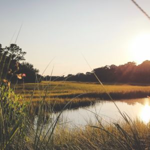 How marsh grass protects shorelines