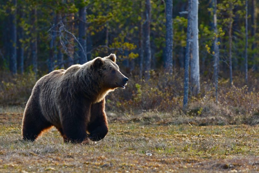 Otis the bear crowned chunk champion in Alaska’s Fat Bear Week