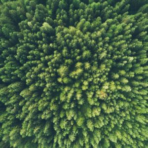 A Simple Step To Reduce Climate Change: More Trees
