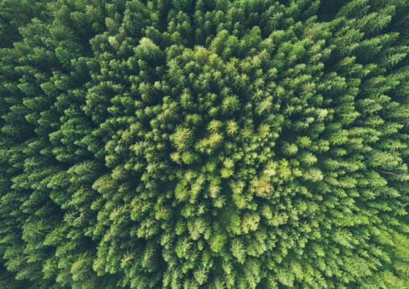 Peter Thiel’s VC fund backs TreeCard, a fintech that plants trees when you spend