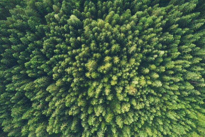 A Simple Step To Reduce Climate Change: More Trees