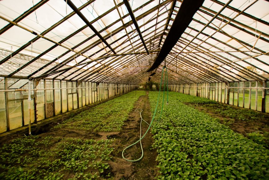Meet the Company that Grows Veggies With Recycled Rainwater