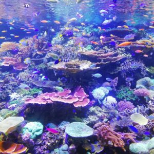 SEE IT: Pristine coral reef discovered near Tahiti