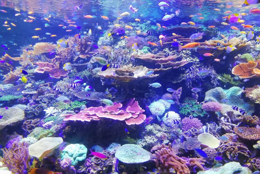 SEE IT: Pristine coral reef discovered near Tahiti