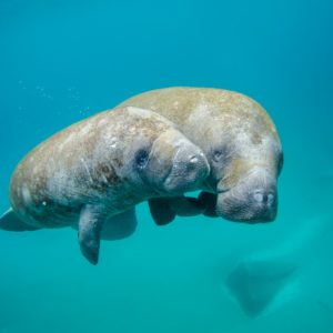 Officials: Florida plan has fed manatees 25 tons of lettuce