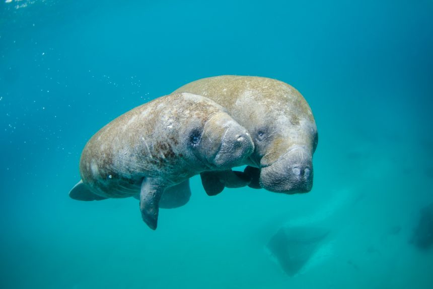 Officials: Florida plan has fed manatees 25 tons of lettuce