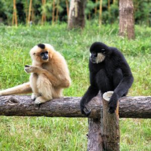 How the Khasi Tribe is Trying to Save Endangered Gibbons in India