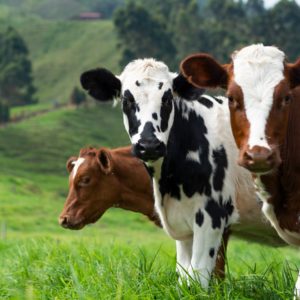 Cut the BS: This startup is converting cow manure into clean-burning hydrogen fuel