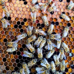 Beewise has $118 million in funding and a plan to save the bees