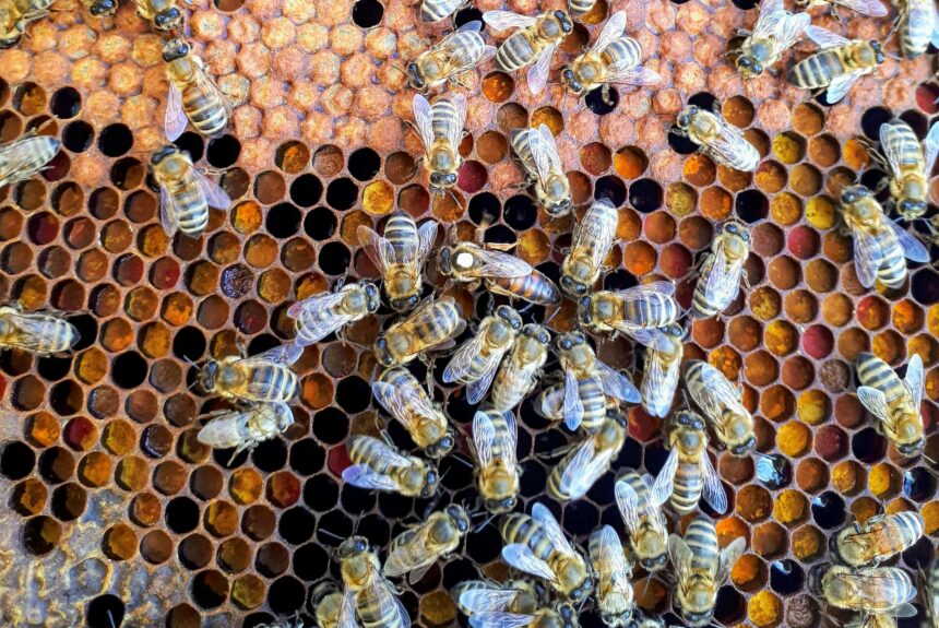 Beewise has $118 million in funding and a plan to save the bees