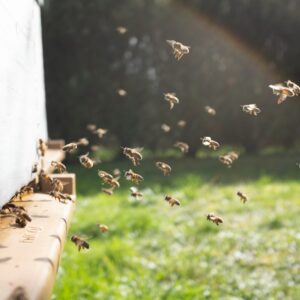 Solar panel fields help increase honey production in photovoltaic beehives