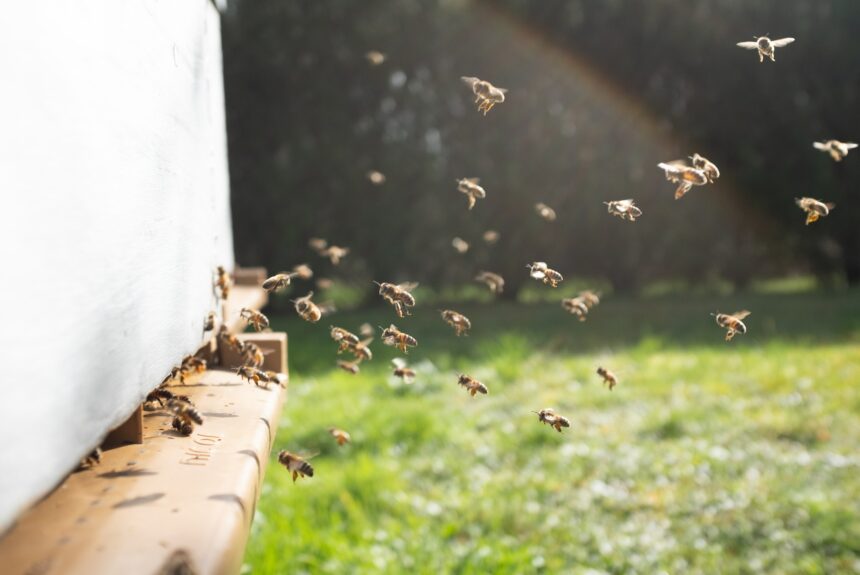 Solar panel fields help increase honey production in photovoltaic beehives