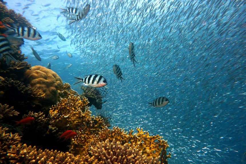 Mission: Iconic Reefs Sets to Restoring One of the Ocean’s Greatest Ecosystems