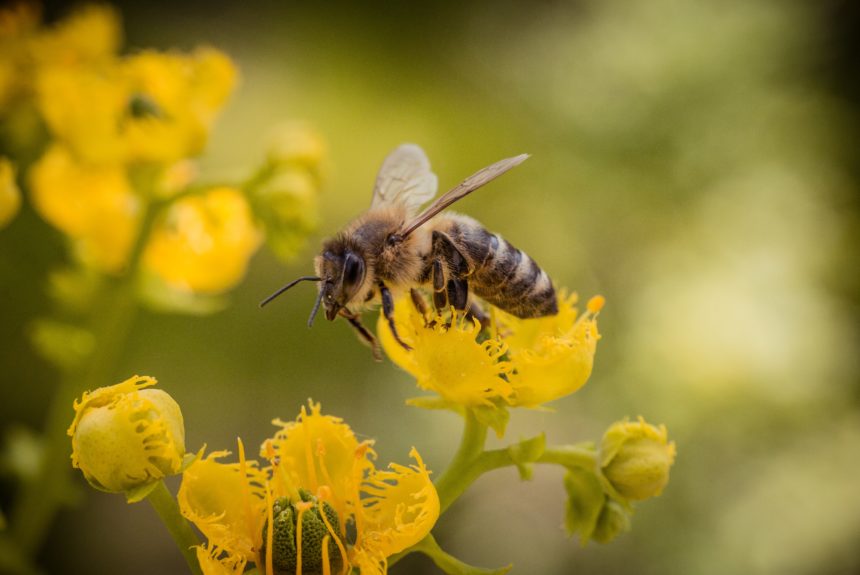 New Zealand’s Humble Bee Bio is using bees to create bioplastics