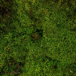 Is Moss A Climate Change Superhero In Disguise?