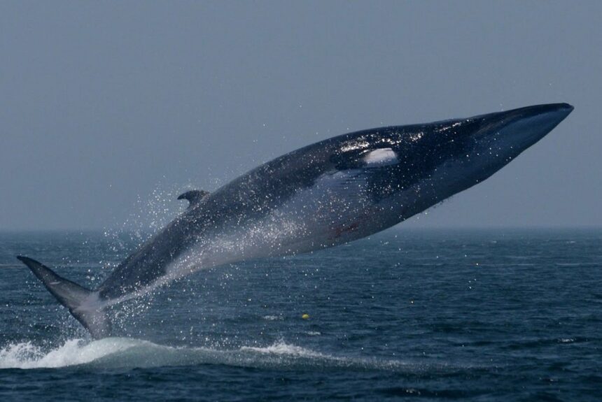 Ready for some good news? Fin whales are coming back