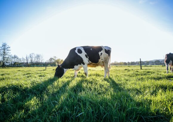 Startup raises $26.5 million for vaccine to stop cow farts and burps