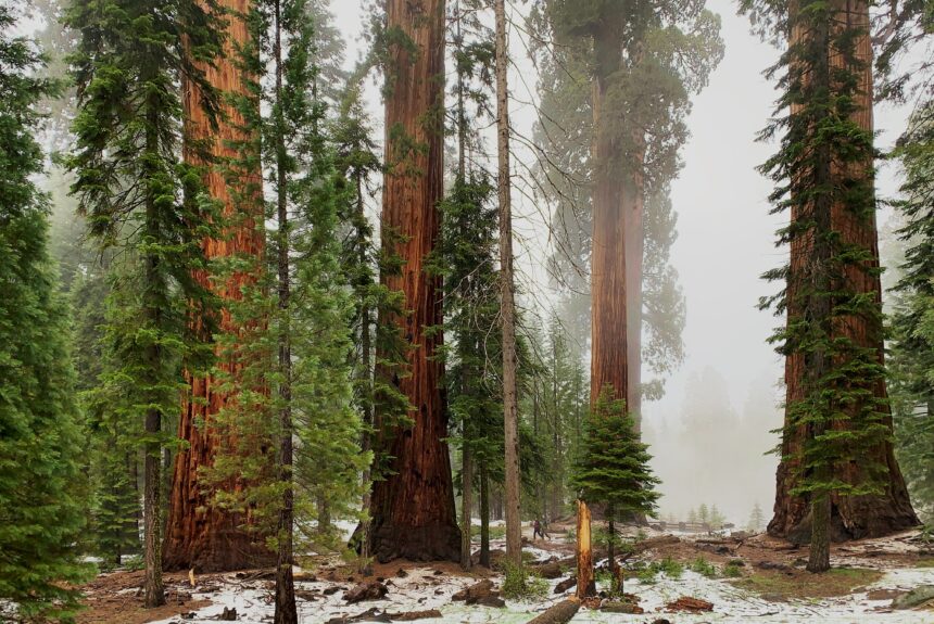 Here’s How California Is Protecting Yosemite’s Famous Sequoia Trees From Wildfires