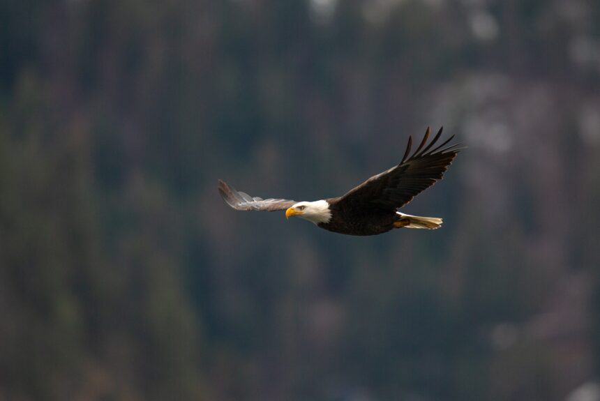 PERC Report Finds Pathway to Peace Between Eagles and Wind Turbines