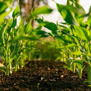 How synthetic biology startups plan to revolutionize fertilizer production