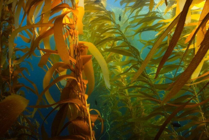 Alaska’s newest gold rush: Seaweed
